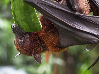巨果蝙蝠食用西瓜背景图片