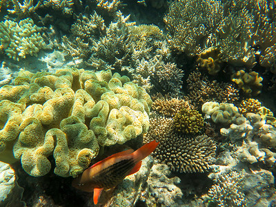 大堡礁海底水下观点组织生物海洋生物盐水红色反射荒野障碍珊瑚海洋背景图片