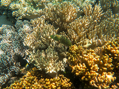 大堡礁海底水下观点组织生物海洋生物海洋盐水障碍荒野珊瑚反射背景图片