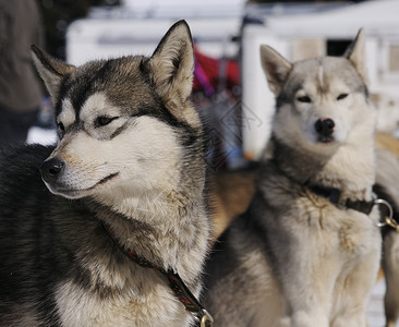 冬季运动犬背景图片