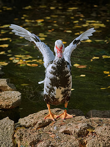 克里奥洛沙滩上的马斯科维鸭子水禽荒野热带账单季节鸟类番鸭游泳动物羽毛背景