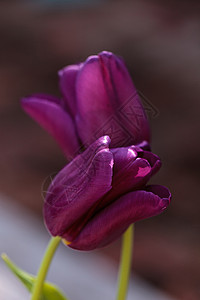 深紫色郁金香花瓣红色深紫色花园植物背景