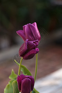 深紫色郁金香花瓣红色花园深紫色植物背景图片