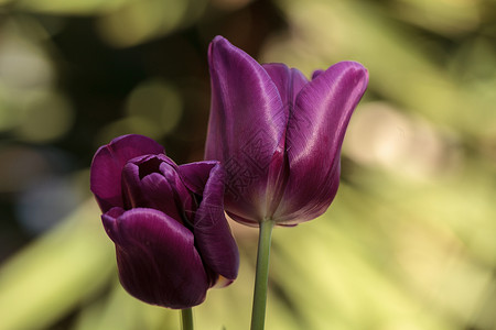 深紫色郁金香深紫色花瓣红色花园植物背景图片