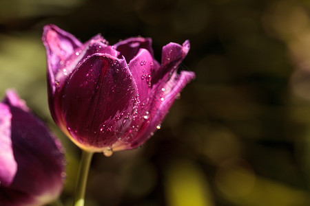 深紫色郁金香花园红色深紫色植物花瓣背景图片