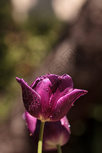 深紫色郁金香深紫色红色植物花园水滴花瓣背景图片