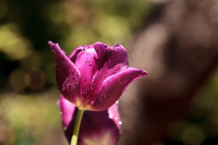 深紫色郁金香植物花瓣水滴红色深紫色花园背景图片