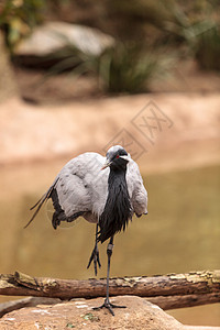 蓑羽鹤迪米亚起重机动物鸟类野生动物羽毛背景