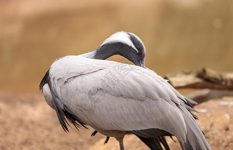 迪米亚起重机鸟类羽毛野生动物动物背景图片