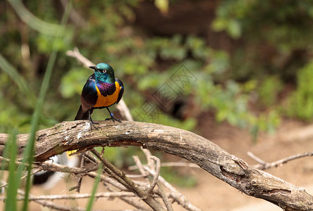 名叫兰波罗迪斯瑞吉乌斯的金色登峰歌星黑色紫色绿色彩虹荒野动物帝王羽毛飞鸟蓝色背景图片