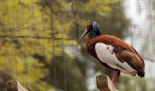 马达加斯加以ibis为冠冕 称为动物荒野野生动物朱鹮绿色鸟类鸡冠花羽毛背景图片