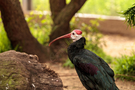 南部秃头的ibis 叫做Geronticus卡尔沃斯白骨动物野生动物老人背景图片