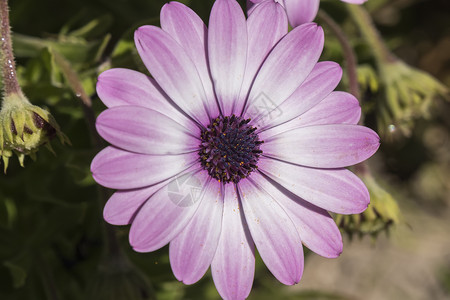 博恩霍尔姆雏菊紫花骨质疏松异国紫色植物邮票草地叶子植物学野花雏菊背景