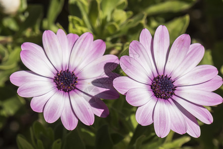 博恩霍尔姆雏菊紫花季节邮票花园骨质疏松花瓣植物群生长瓢虫异国植物背景
