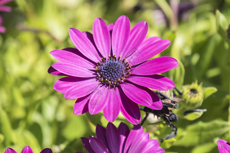 博恩霍尔姆雏菊粉红色花朵 可口可乐野花植物群叶子雏菊异国紫色邮票植物学植物花粉背景
