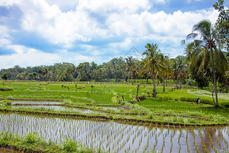 爪哇一市农村的稻田农业地貌景观植物旅游椰子背景绿地水稻阳台椰树绿叶大米背景图片