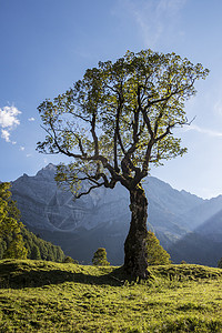 的树英语山腰施舍蓝色风景草地天空乡村爬坡绿色高清图片