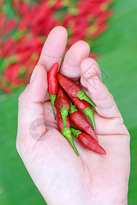 红辣椒家庭厨房红色摄影香料热量香味食物蔬菜干货高清图片