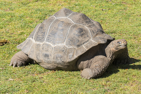 罗德里格斯巨龟海龟在太阳中烘烤 乌龟阿尔达布拉巨人环境动物濒危动物群辐射足龙异国野生动物荒野热带背景