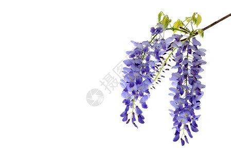 紫藤花花艺设计元素蓝色花园框架藤蔓枝条植物分支机构季节叶子紫色背景图片
