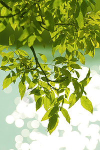 绿色暑假反思森林叶子背景图片