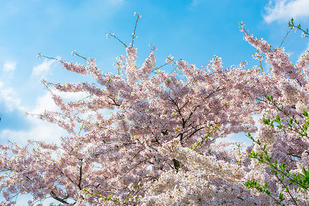 春天的粉红树花生长树叶天空植物太阳叶子园林雌蕊樱花花蕾背景图片