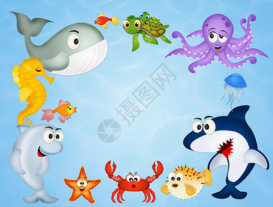 海洋生物动物图片