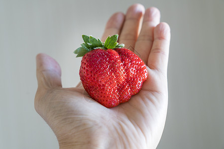手握着新鲜的成熟大草莓种植园收获栽培生长团体美食食物采摘植物浆果背景图片