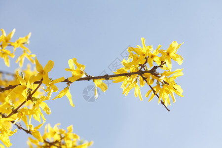 福塞西亚花朵植物一棵树分支机构蓝天连翘科高清图片