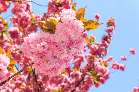 日本樱花的温柔粉红花朵 在李光线下植物群植物季节花瓣生长蓝色花园场景旅行天空背景图片