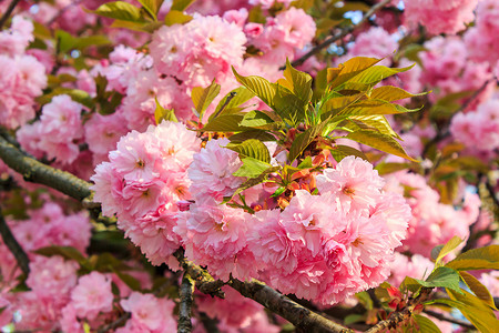 日本樱花的温柔粉红花朵 在李光线下植物群旅行季节蓝色植物花园生长场景花瓣天空背景图片