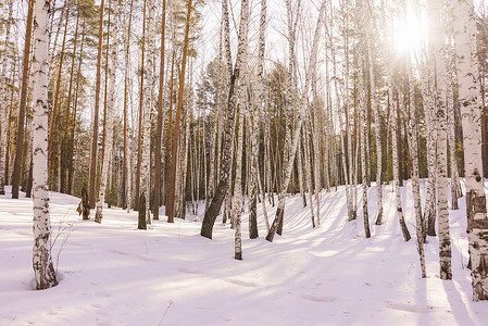 赫伯罗特冬季伯尔赫林背景蓝色树林天空天气公园森林阳光环境生态背景