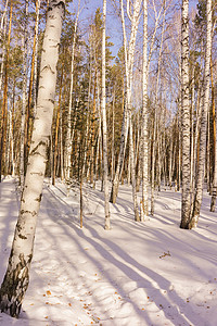 冬季伯尔赫林树干树林景观风景国家公园森林白桦林天气背景背景图片