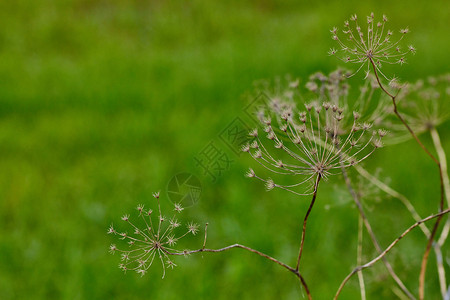 当归当归干图大天使芹菜草本植物蔬菜药品季节质量花园植物群环境背景图片