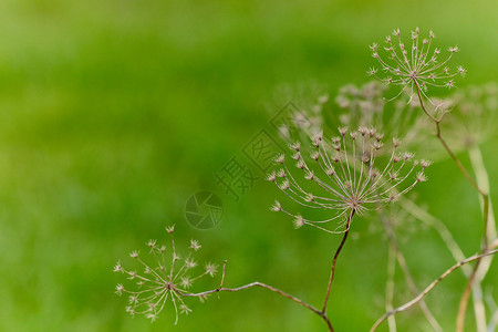 当归当归干图季节质量环境荒野植物蔬菜大天使植物学草本植物药品背景图片