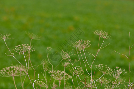 当归当归干图芹菜草本植物药品植物植物群质量背景季节植物学大天使背景图片