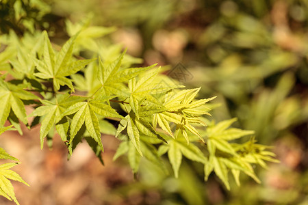 红树和日本青树上的绿树叶植物红色绿色枫树背景图片