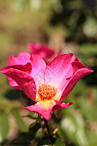 红红茶花朵花花瓣植物红色玫瑰花园粉红色背景图片