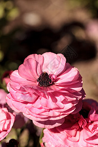 Ranunculus 花朵首映双色混合花园粉色毛茛乌鸦白色黄色花瓣矛草背景图片