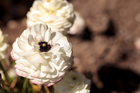 Ranunculus 花朵首映双色混合白色花瓣粉色毛茛黄色花园乌鸦矛草背景图片