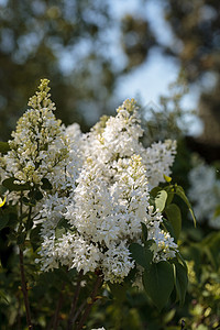 白硅花花白丁香花朵花园植物背景图片