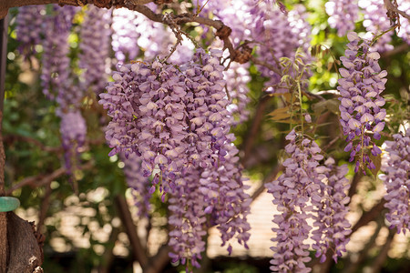 紫花生花紫色花园花朵藤蔓背景图片