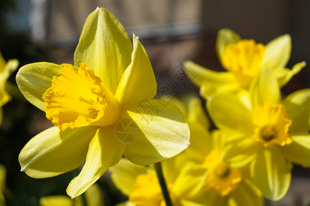 春黄黄色水仙光谱宏观照片背景图片