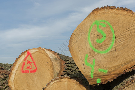 年度销量品牌堆叠的锯树干警告纤维陈词滥调黄色危险戒指树木品牌植物群木头背景