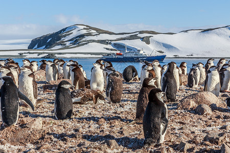 站在岩石上和游轮上的企鹅羊群i高清图片
