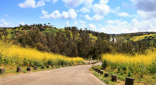 野地公园视图远足踪迹公园小路花朵黄花山脉旅行丘陵荒野背景图片