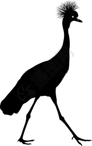 蓝腿鸵鸟在白色背景上的剪影鸟鹤荒野艺术羽毛航班白鹭翅膀环境团体插图夹子设计图片