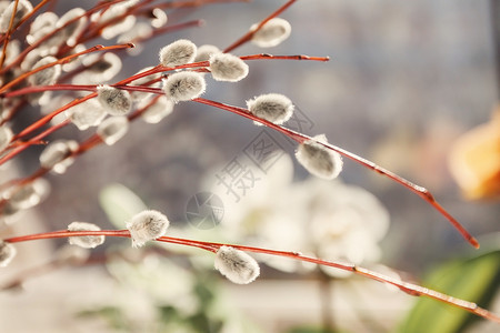 枝条花朵阳光中的柳叶海豹 模糊 密闭自然枝条晴天生长花朵季节植物学公园植物背景