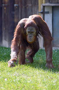 红毛猩猩走在绿色高清图片