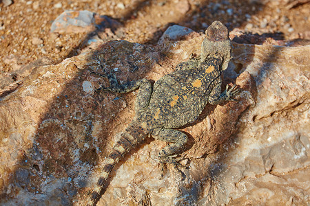 斯泰利翁蜥蜴坐在岩石上沙漠星星皮肤爬虫荒野骏马动物尾巴动物群公园背景图片